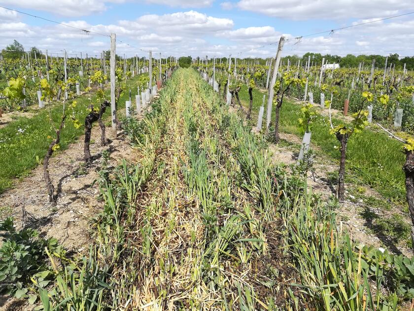 Bien gérer le couvert hivernal dans les vignes | Réussir Vigne